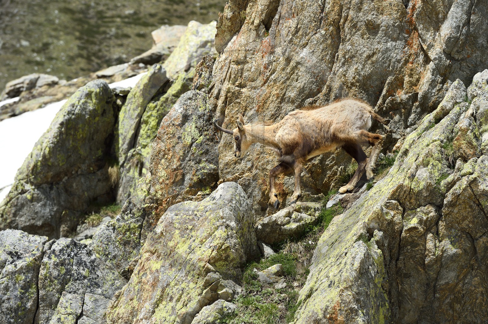 France, Alpes-Maritimes (06), parc national du Mercantour, chamois (Rupicapra rupicapra) dans le vallon de la Madone de Fenestre