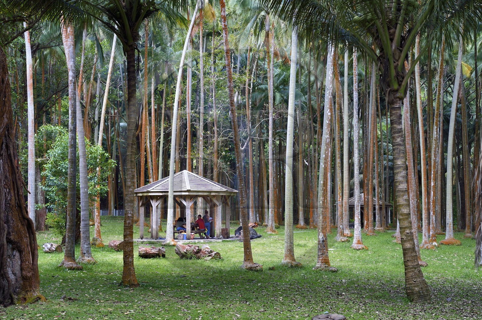 France, Ile de la Reunion, Parc national de La Réunion, classé Patrimoine Mondial de l'UNESCO, Sainte-Rose, anse des Cascades, abri de pique-nique dans la forêt de cocotiers