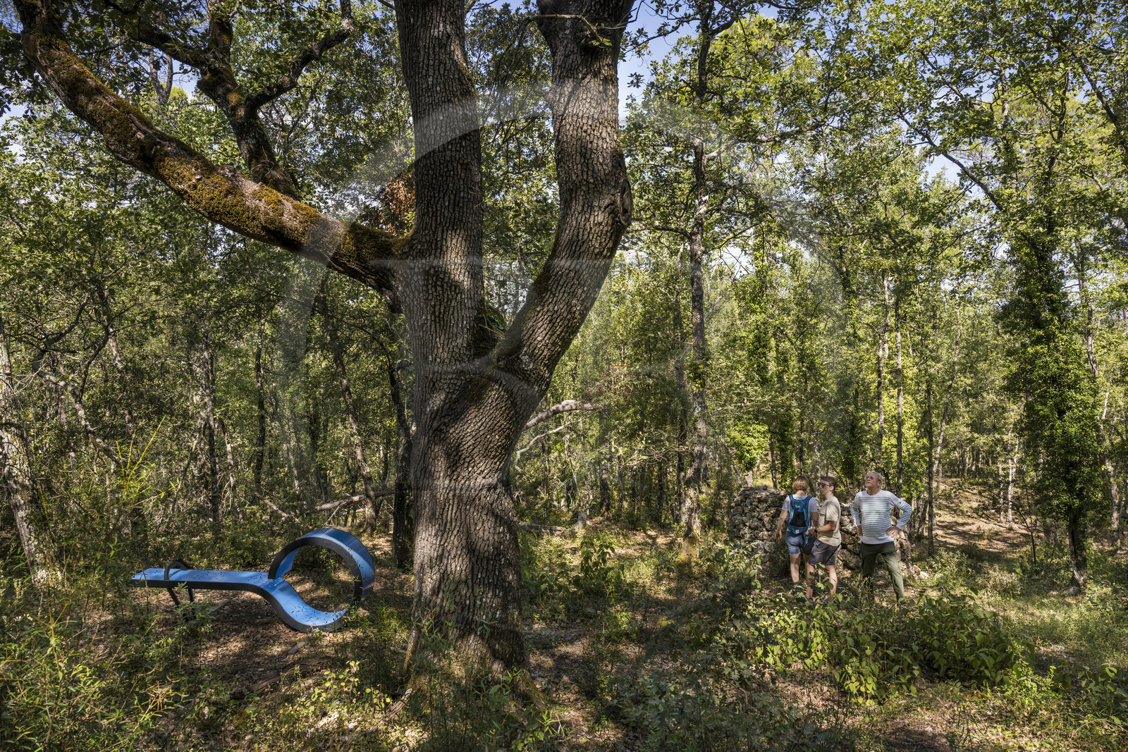 France, Var (83), Provence Verte, Bras, Académie du Bain de Forêt Provençale, forêt du domaine Le Peyrourier - une campagne en Provence