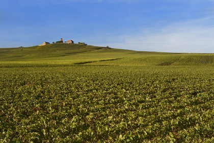 France, Marne (51), parc régional de la Montagne de Reims, Verzenay, le moulin à vent perché au sommet d'une butte surplombant les vignobles de Champagne