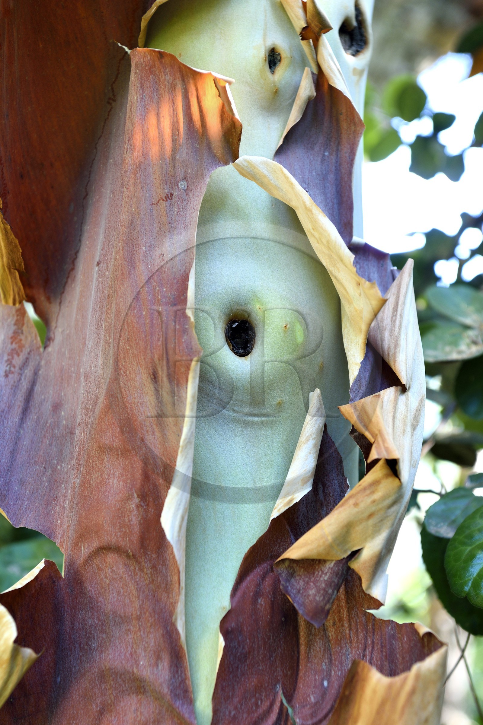France, Alpes-Maritimes (06), Menton, Jardin Serre de la Madone, arbousier des canaries qui se desquame