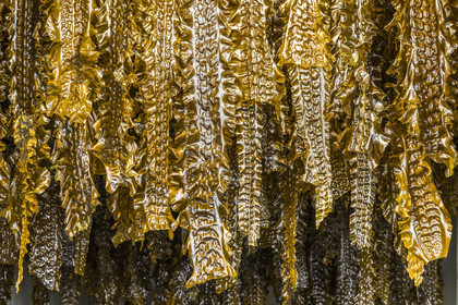 France, Finistère (29), Pays des Abers, estuaire de l'Aber Wrac'h, Plouguerneau, France Haliotis, séchage d'algue Kombu Royal