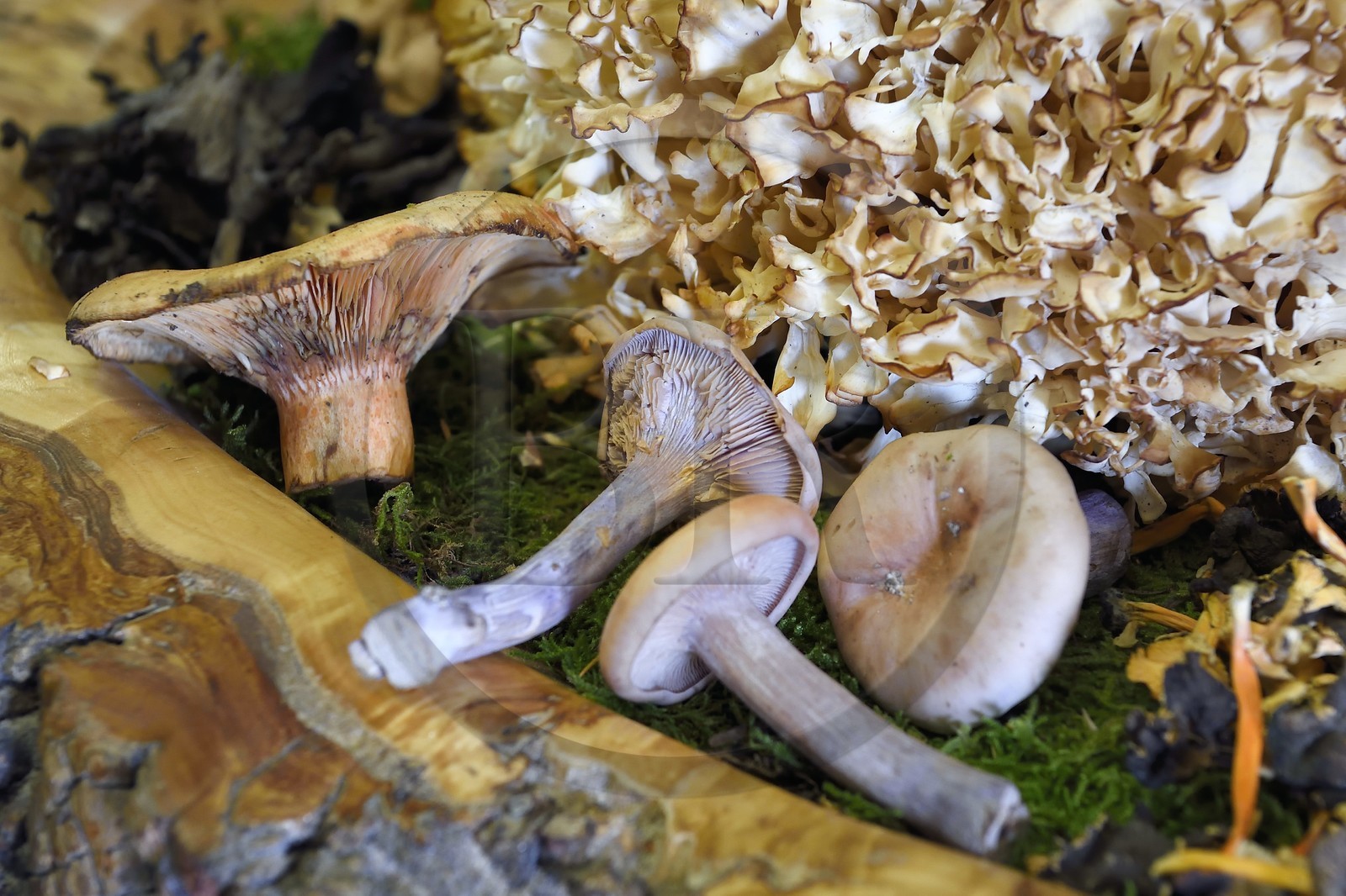 France, Haute-Loire (43), Saint-Bonnet-le-Froid, Restaurant 3 étoiles Régis et Jacques Marcon