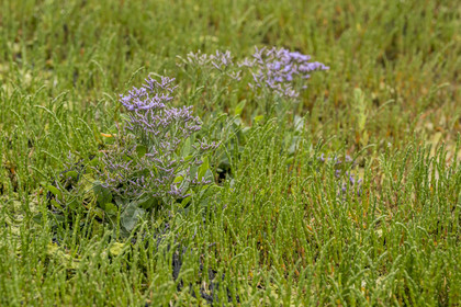 France, Cotes d'Armor, Grand Site de France Cap d'Erquy – Cap Frehel, Erquy, Salicornia (Salicornia europaea) and sea lavender (Limonium vulgare)