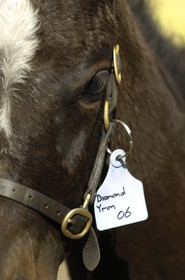 Irlande, Co. Kildare, Maynooth, harras de Moyglare (Stud)