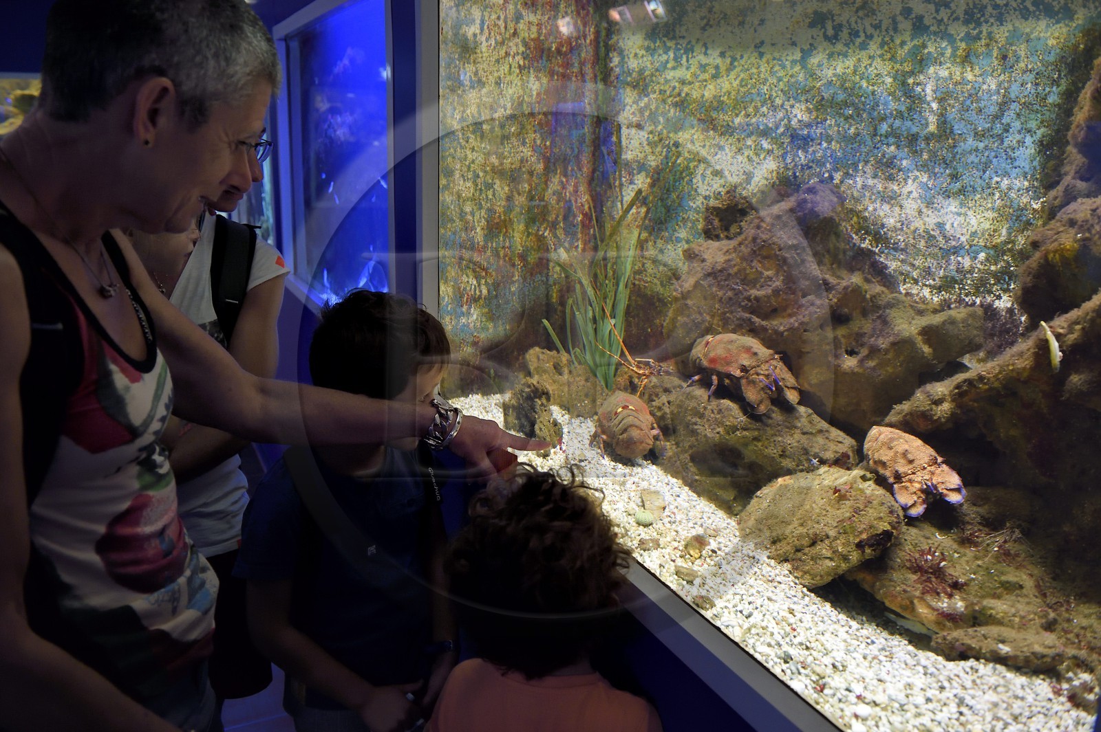 France, Var (83), Ile des Embiez, l'institut océanographique Paul Ricard dans le fort Saint-Pierre, aquarium de grandes cigales de mer (Scyllarides latus)