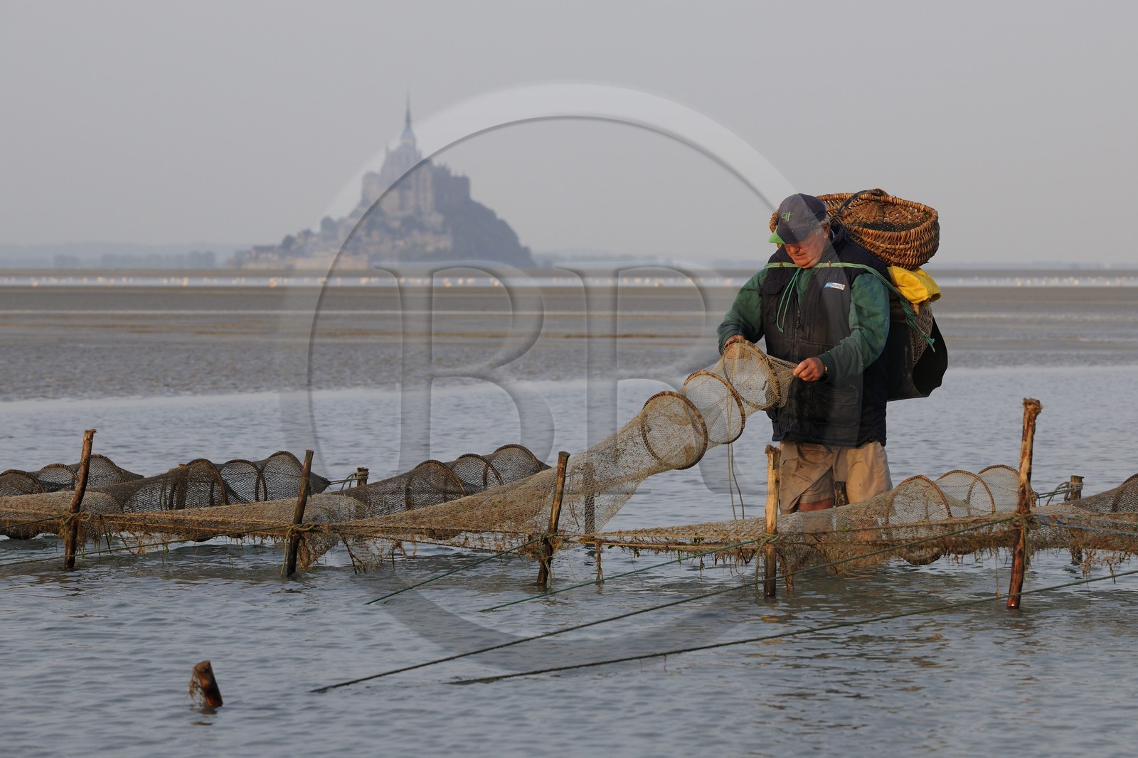 France, Manche (50), Baie du Mont-Saint-Michel, le pêcheur de grève Guy Jugan relevant ses filets de crevettes grises à l'aube