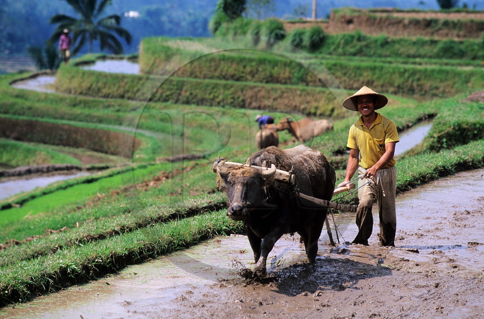 Indonésie, île de Bali, labour dans les rizières en terrasses dans la région du Mont Batukau