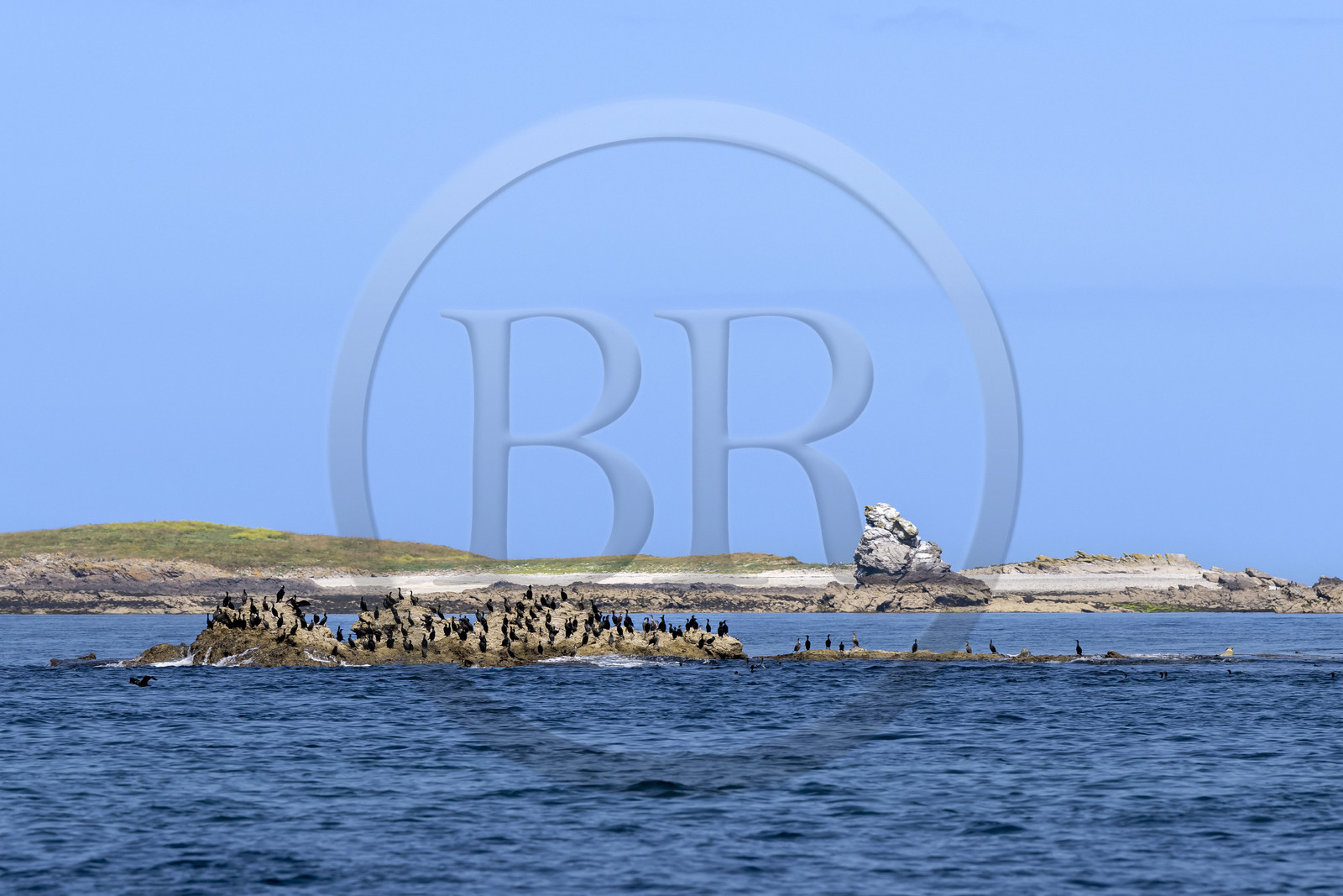 France, Finistère (29), Mer d'Iroise, archipel de Molène, Ile de Quéménès, un groupe de cormorans sur les rochers