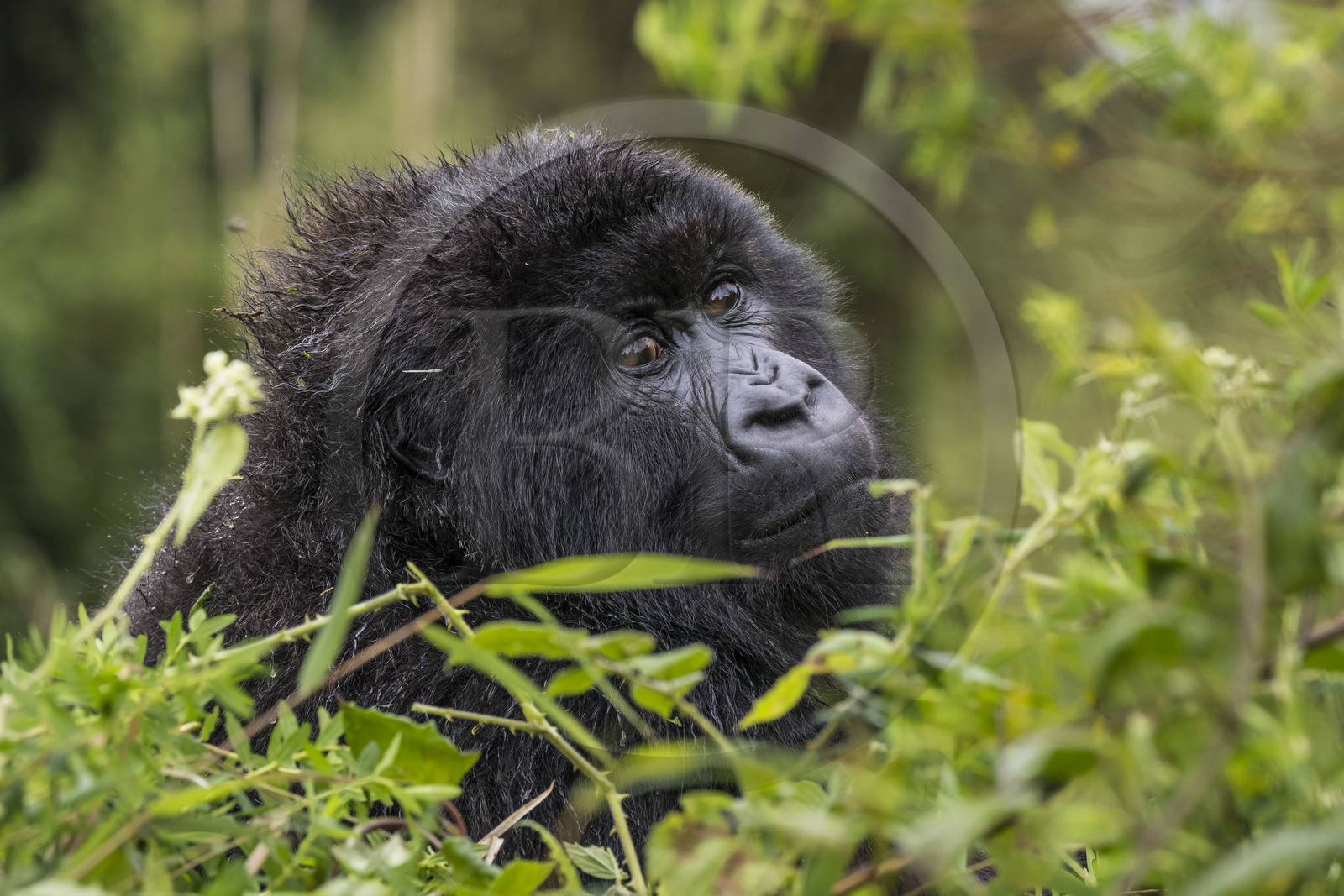 Rwanda, Province du Nord, Parc National des Volcans dans la chaine des Monts Virunga, mont Karisimbi, gorille des montagnes (Gorilla beringei beringei) du groupe Susa