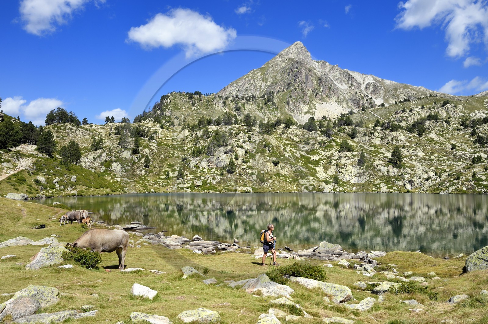 France, Hautes-Pyrénées (65), Saint-Lary-Soulan et Vielle-Aure, randonnée sur une variante du GR10 entre le col de Portet et les lacs de Bastan en bordure de la réserve naturelle de Néouvielle, troupeau de vaches en estive au lac de Bastan supérieur et le pic de Bastan en arrière plan