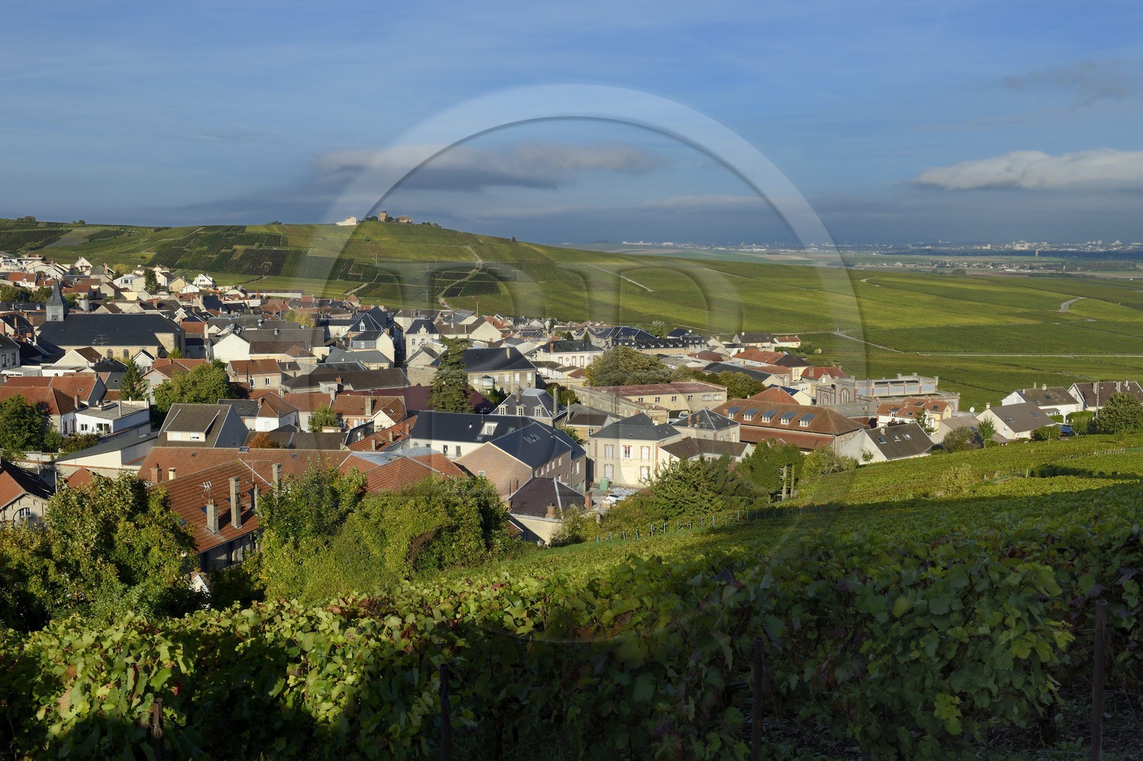 France, Marne (51), Parc Naturel Regional de la Montagne de Reims, Verzenay, vignobles de Champagne
