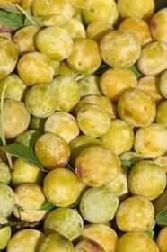 France, mirabelles fraichement cueillies