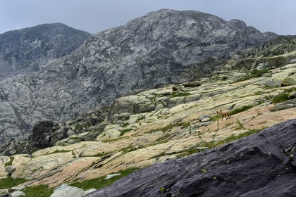 France, Alpes-Maritimes (06), parc national du Mercantour, Vallée des Merveilles parsemée de milliers de gravures rupestres de l'Age de bronze, chamois sur la dalles de schiste jaune des chiappes