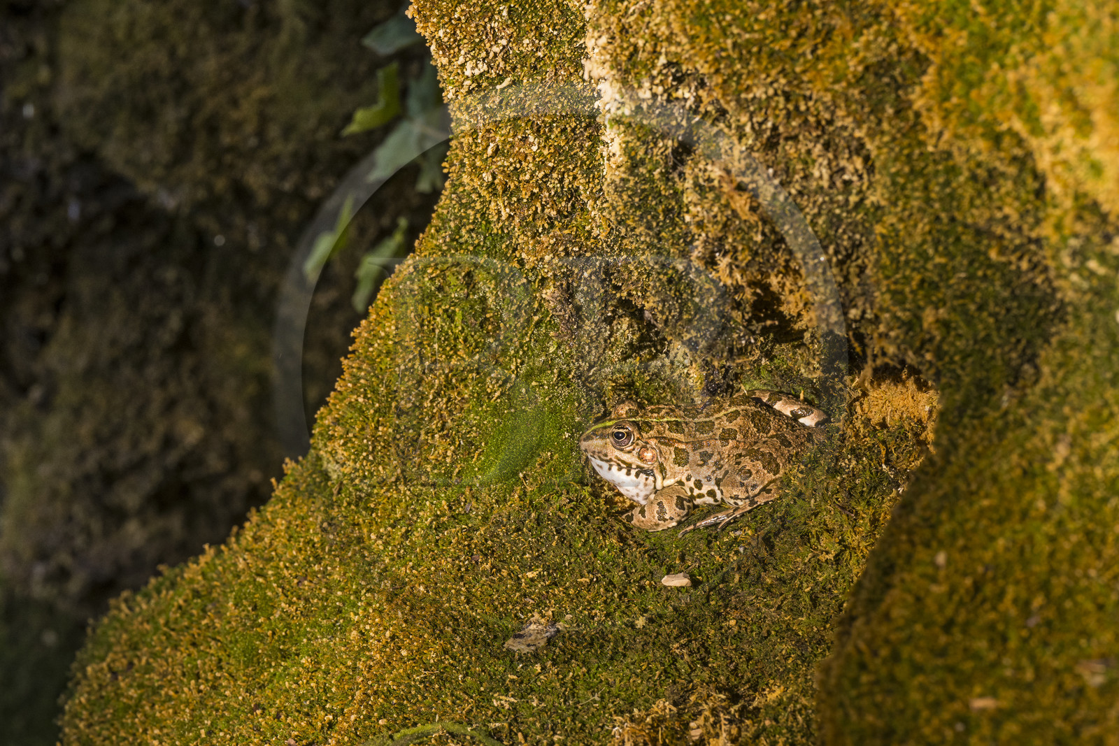 France, Var, Provence Verte (Green Provence), Bras village next to Saint Maximin, Le Peyrourier - une campagne en Provence Bed and Breakfast