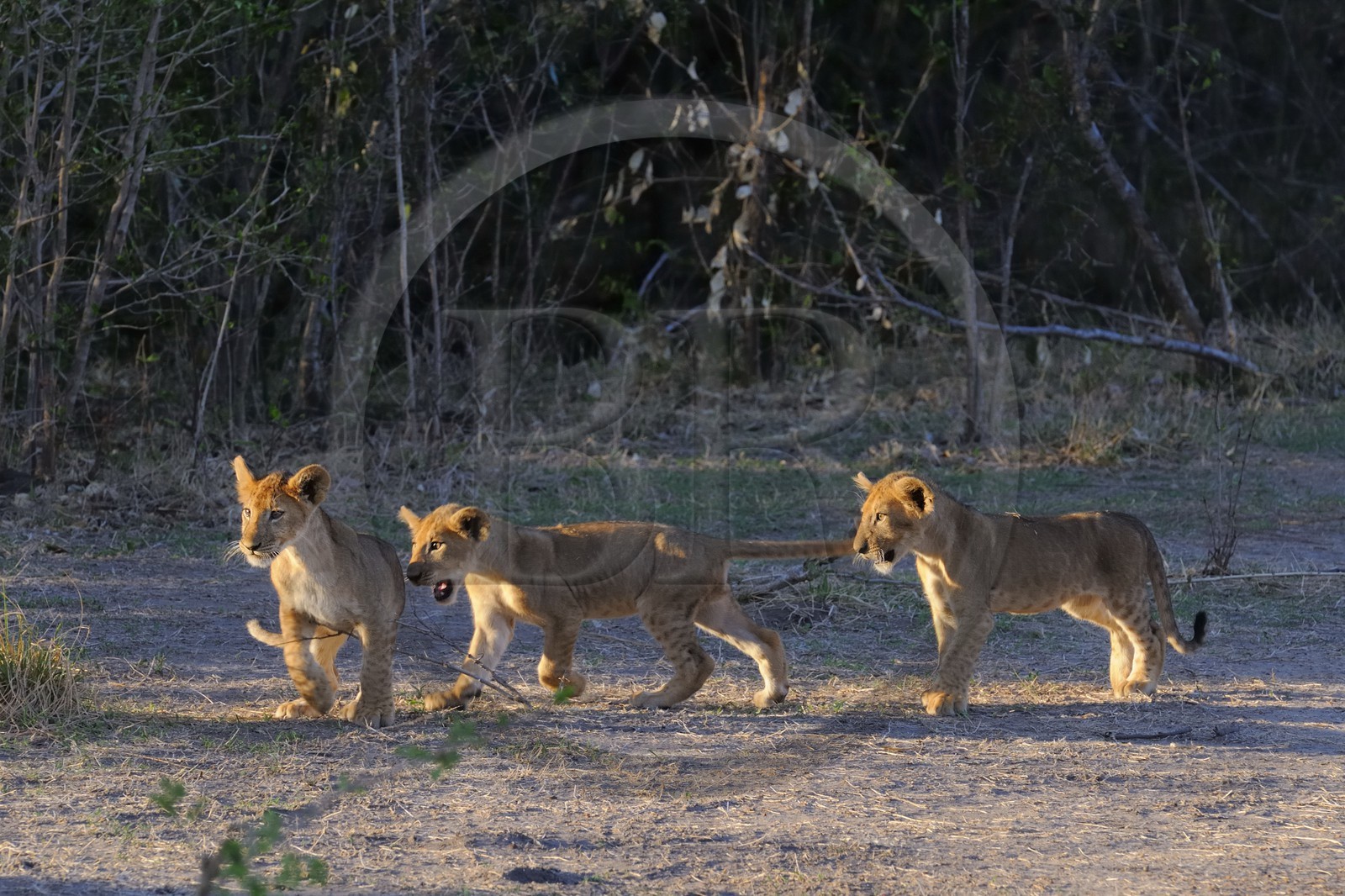 Tanzanie, Reserve de gibier de Selous une des plus grandes zones protégées au monde et inscrite sur la liste du patrimoine mondial de l’Unesco depuis 1982, trois jeunes lions (Panthera leo)