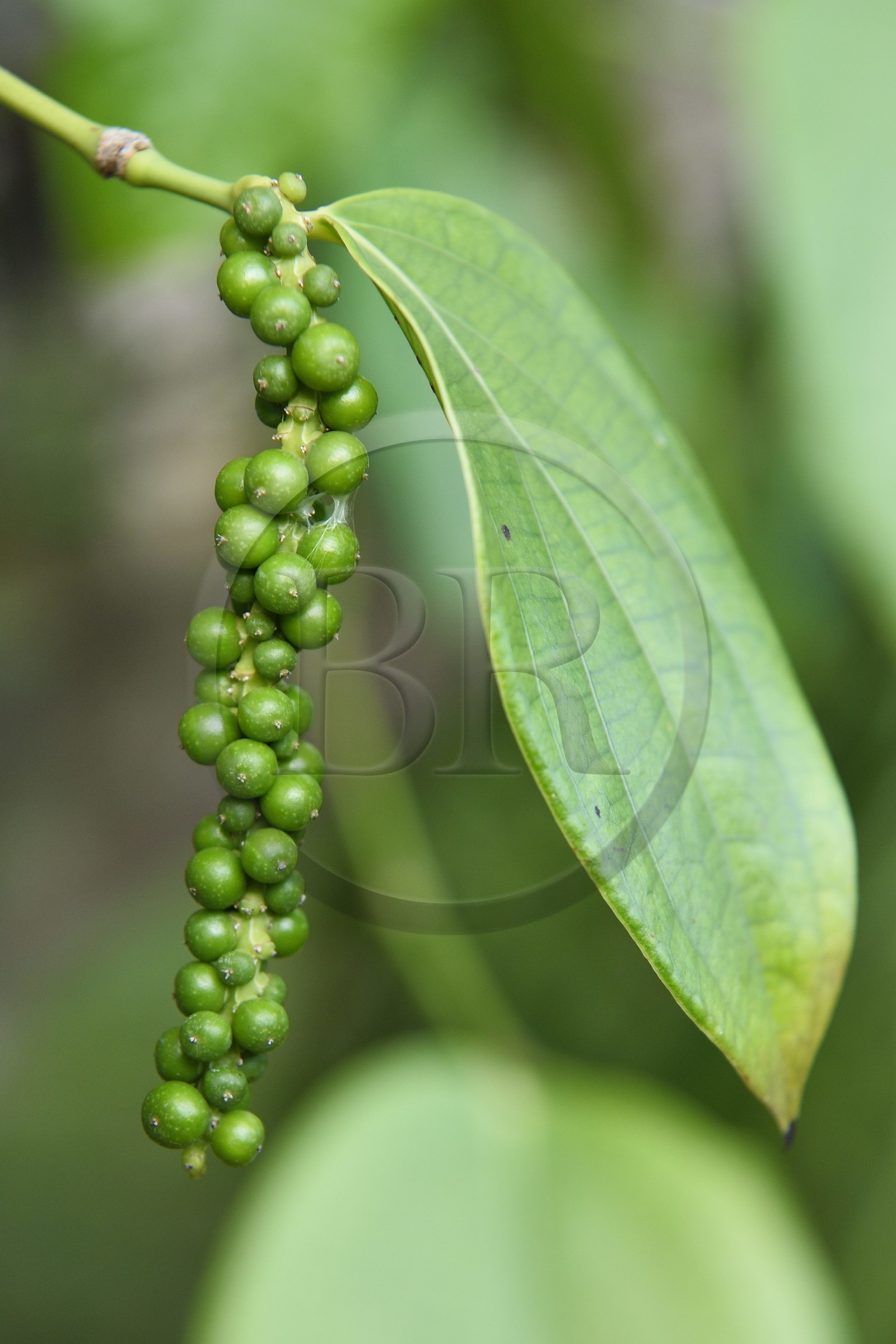 France, Ile de la Reunion, Petite-Ile, jardin tropical, baies de poivre noir encore vert en grappe sur le poivrier