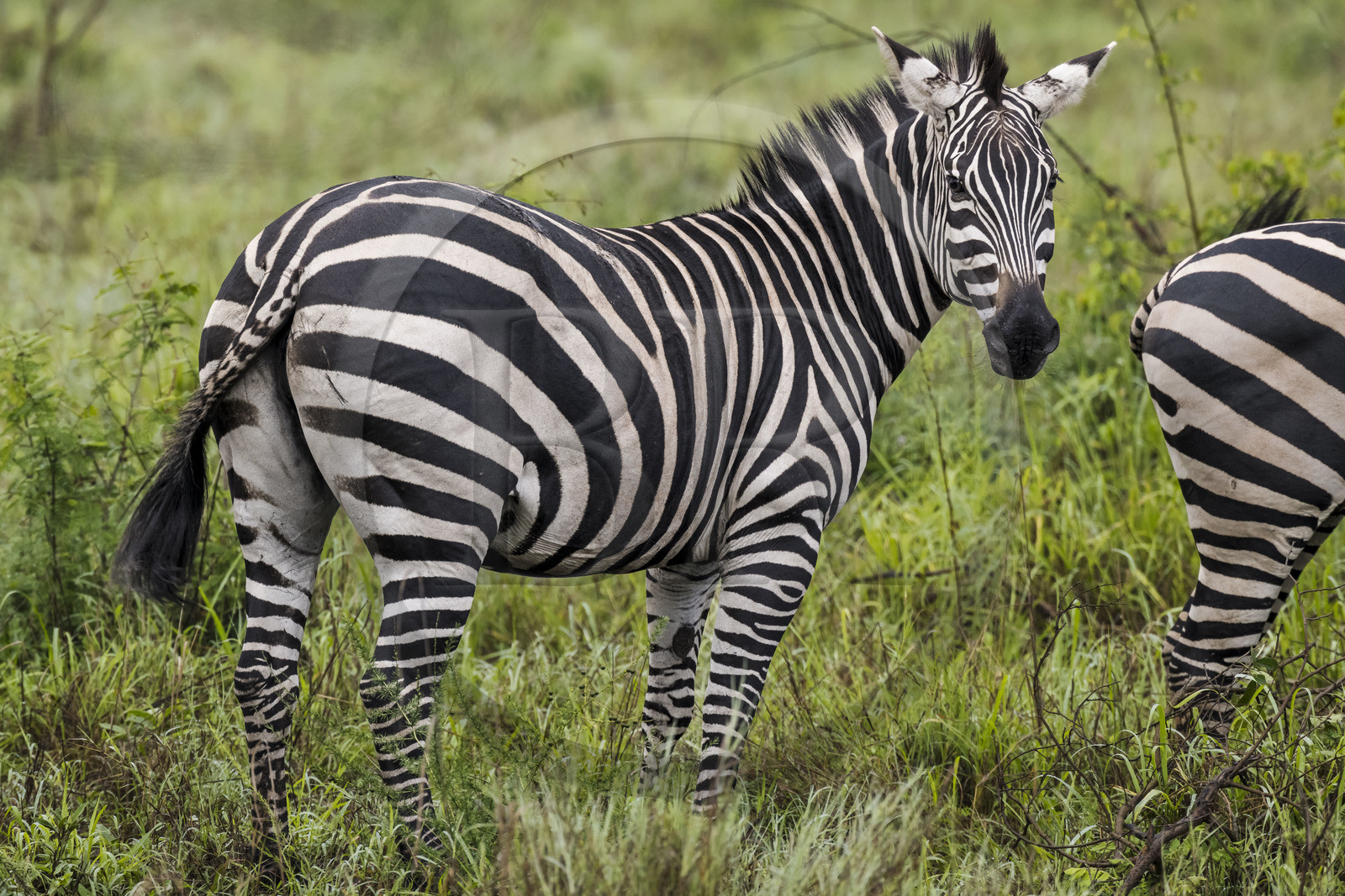 Rwanda, Akagera National Park, plains zebra (Equus quagga)