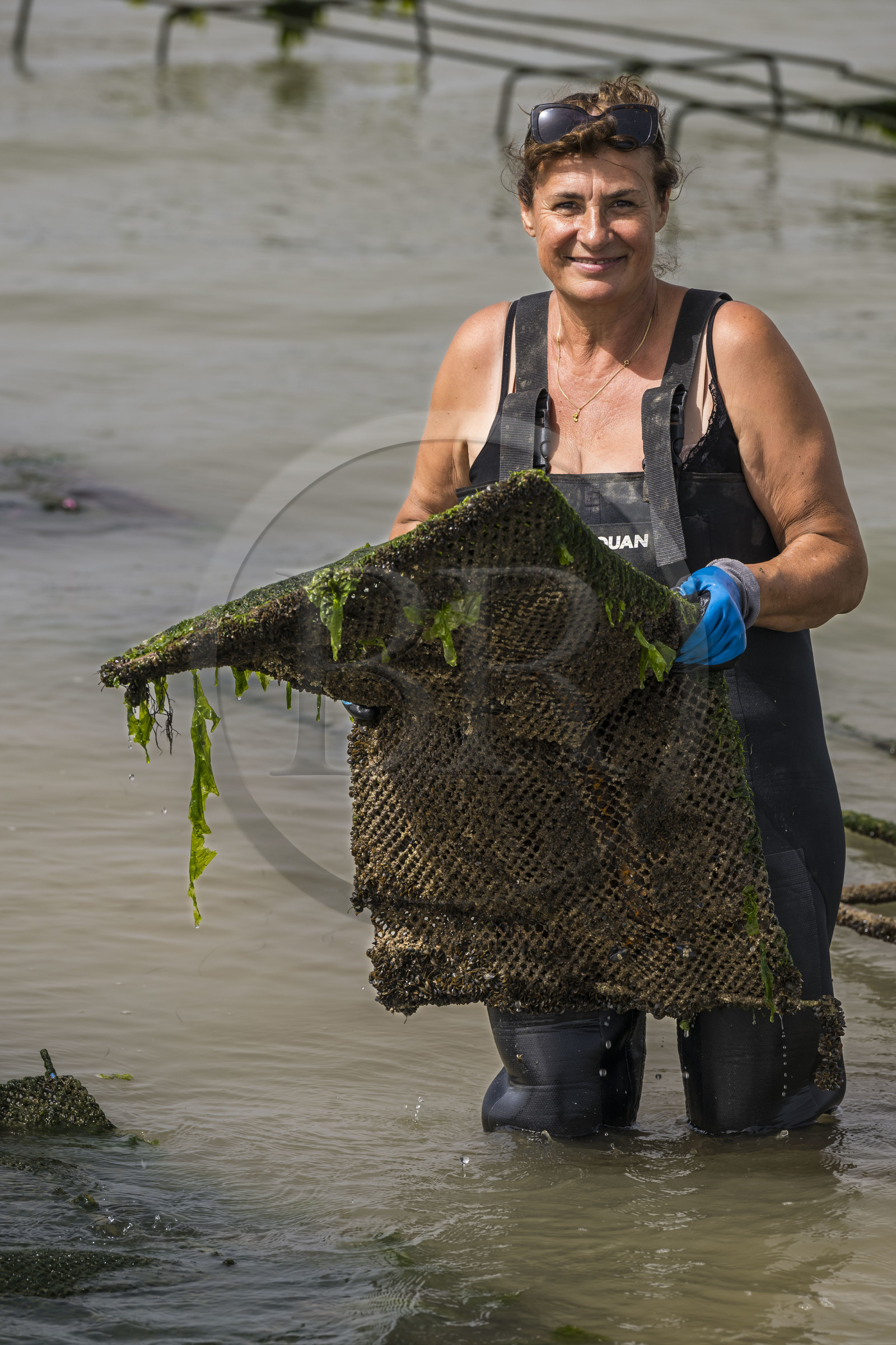 France, Charente-Maritime (17), Ile d'Oléron, Dolus-d’Oléron, les parcs du bassin de Marennes-Oléron dans le Pertuis d'Antioche, Nadia Quillet retourne des poches de crassostrea gigas dans ses parcs à huîtres à marée descendante