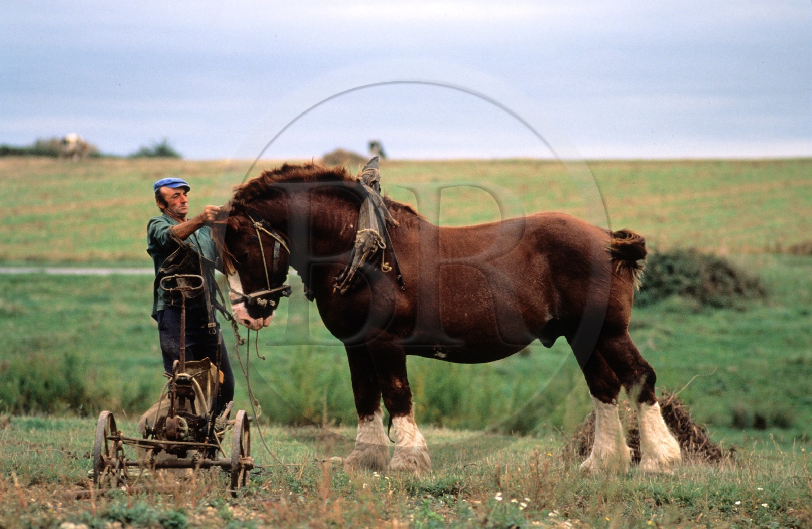 France, Morbihan, Belle Ile, Rene Thomas, one of the last farmer to work with a horse