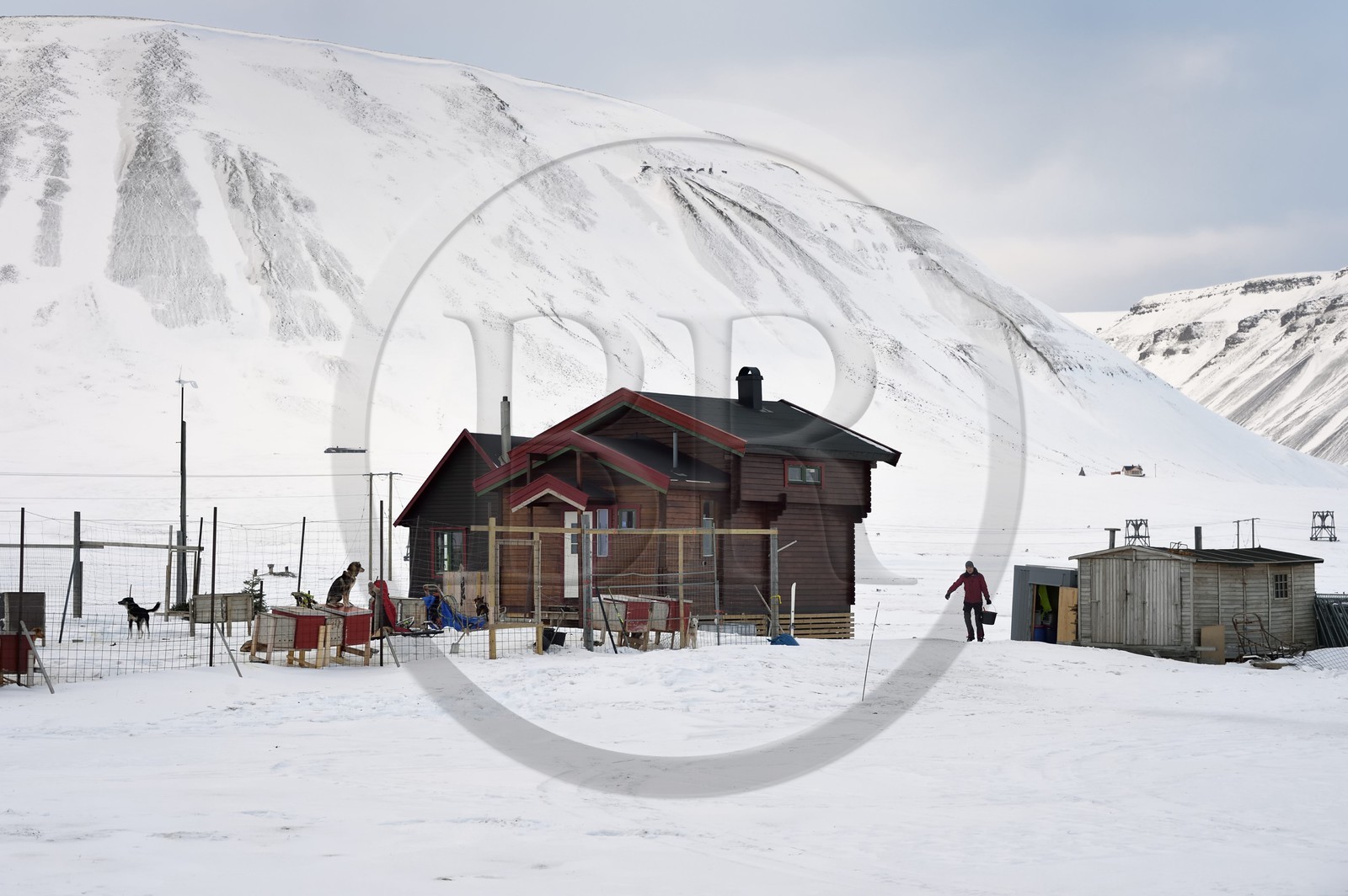 Norvège, Svalbard, Spitzberg, vallée de Adventdalen vers Longyearbyen, élevage de chiens de traineau