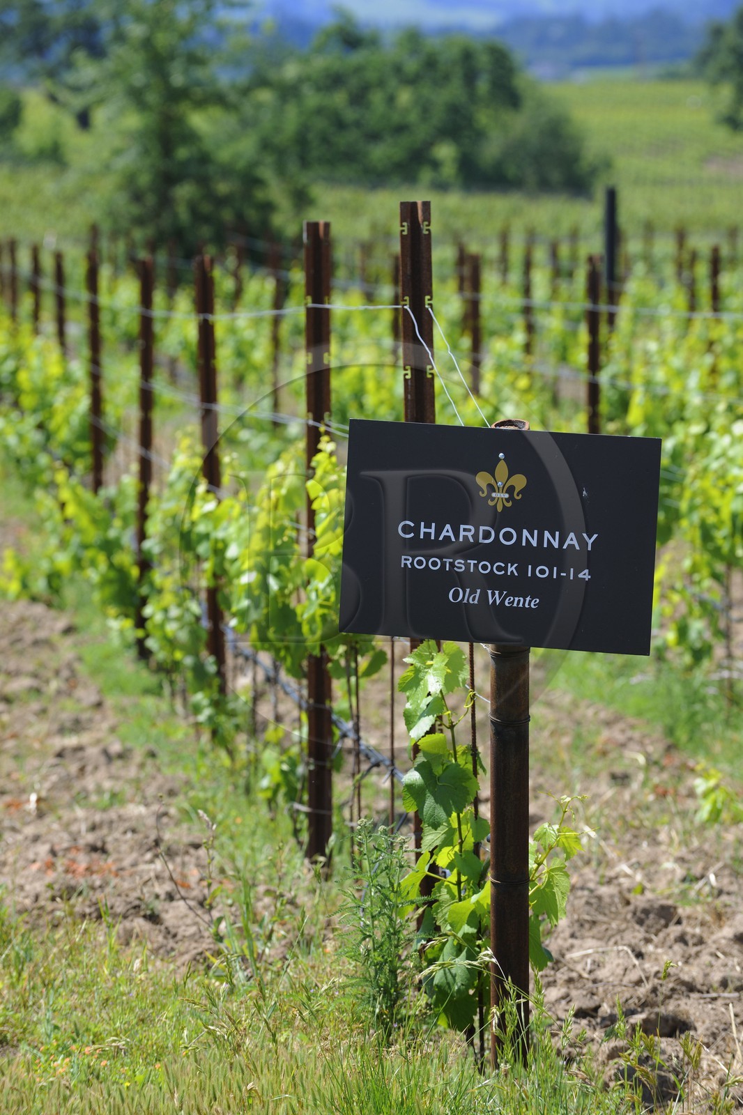Etats-Unis, Californie, Russian Valley River, le vignoble de De Loach, chardonnay