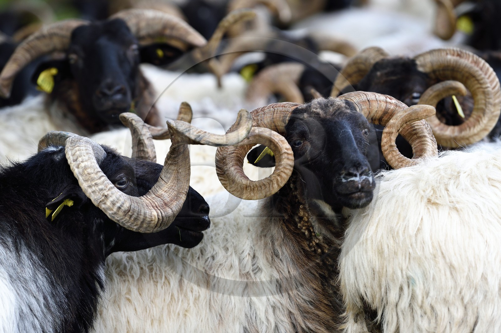 France, Pyrénées-Atlantiques (64), Pays-Basque, vallée des Aldudes, Urepel, bélier à gauche et brebis manech tête noire