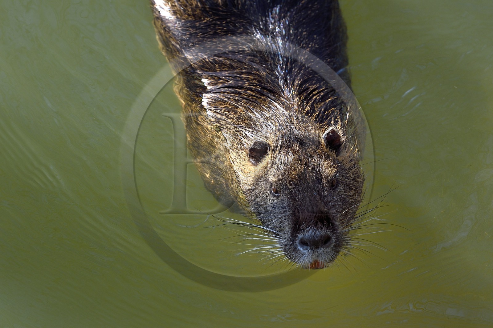 France, Val-de-Marne (94), les bords de Marne, Bry-sur-Marne, Ragondin (Myocastor coypus)