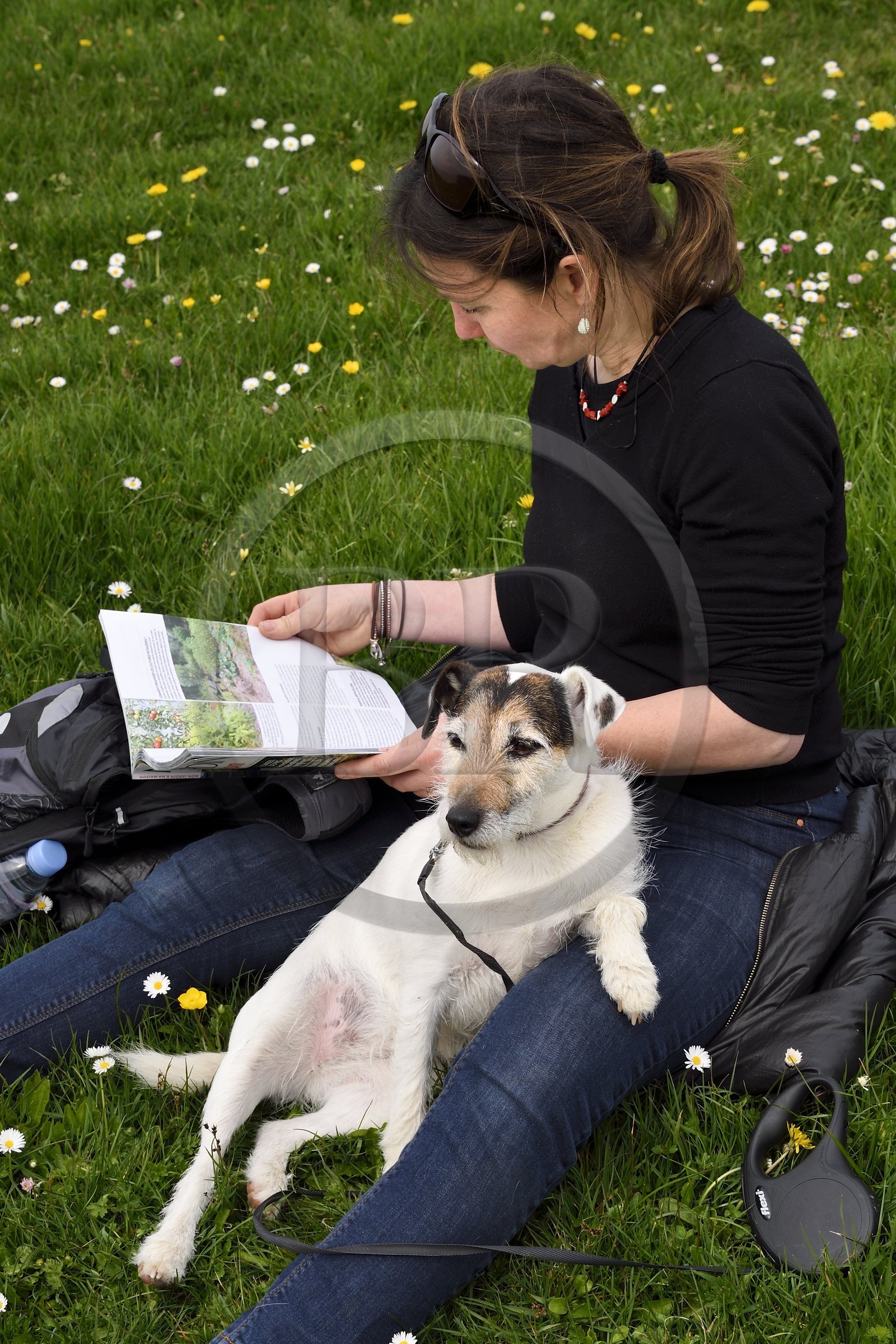 France, Seine-Maritime (76), Pays de Caux, Côte d'Albâtre, Benouville, chien allongé auprès de sa maitresse dans un pré