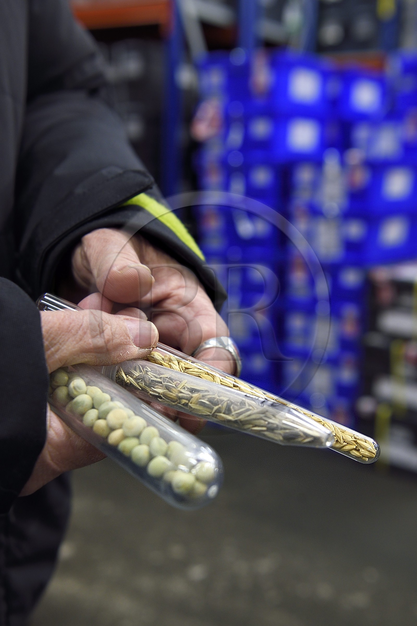 Norvège, Svalbard, Spitzberg, Longyearbyen, la Réserve mondiale de semences du Svalbard (banque de graines du Global Seed Vault), salle de stockage des semences artificiellement maintenue à -18°C, près de 900000 échantillons ont été déposés, provenant de 200 pays d'origine et de 73 instituts déposants, ancien moyen de stocker les graines dans des tubes de verre, à gauche des pois, au milieu du riz et à droite de l'orge