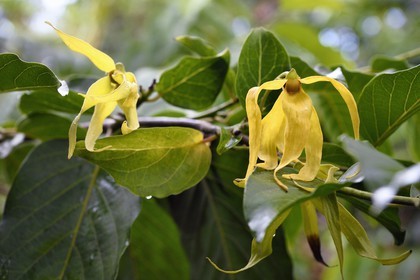 France, Ile de Mayotte, Grande-Terre, Ouangani, fleurs d'ylang-ylang (Cananga odorata) et leur feuillage