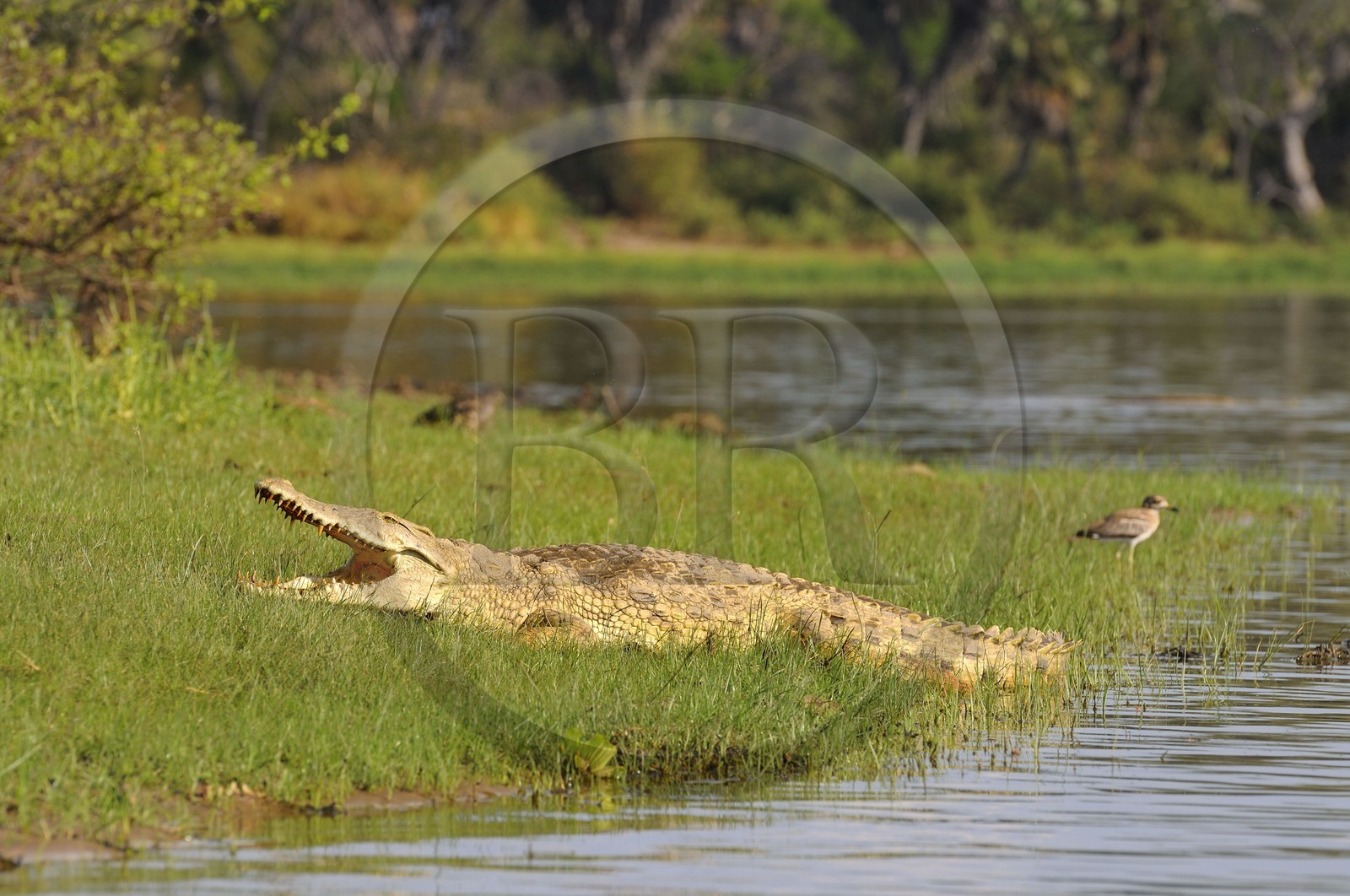 Tanzanie, Reserve de gibier de Selous une des plus grandes zones protégées au monde et inscrite sur la liste du patrimoine mondial de l’Unesco depuis 1982, crocodile du Nil (Crocodylus niloticus) sur le lac Nzerakera formé par la rivière Rufiji
