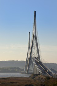 France, Seine-Maritime (76), Réserve Naturelle de l'estuaire de la Seine et pont de Normandie, la roselière au premier plan