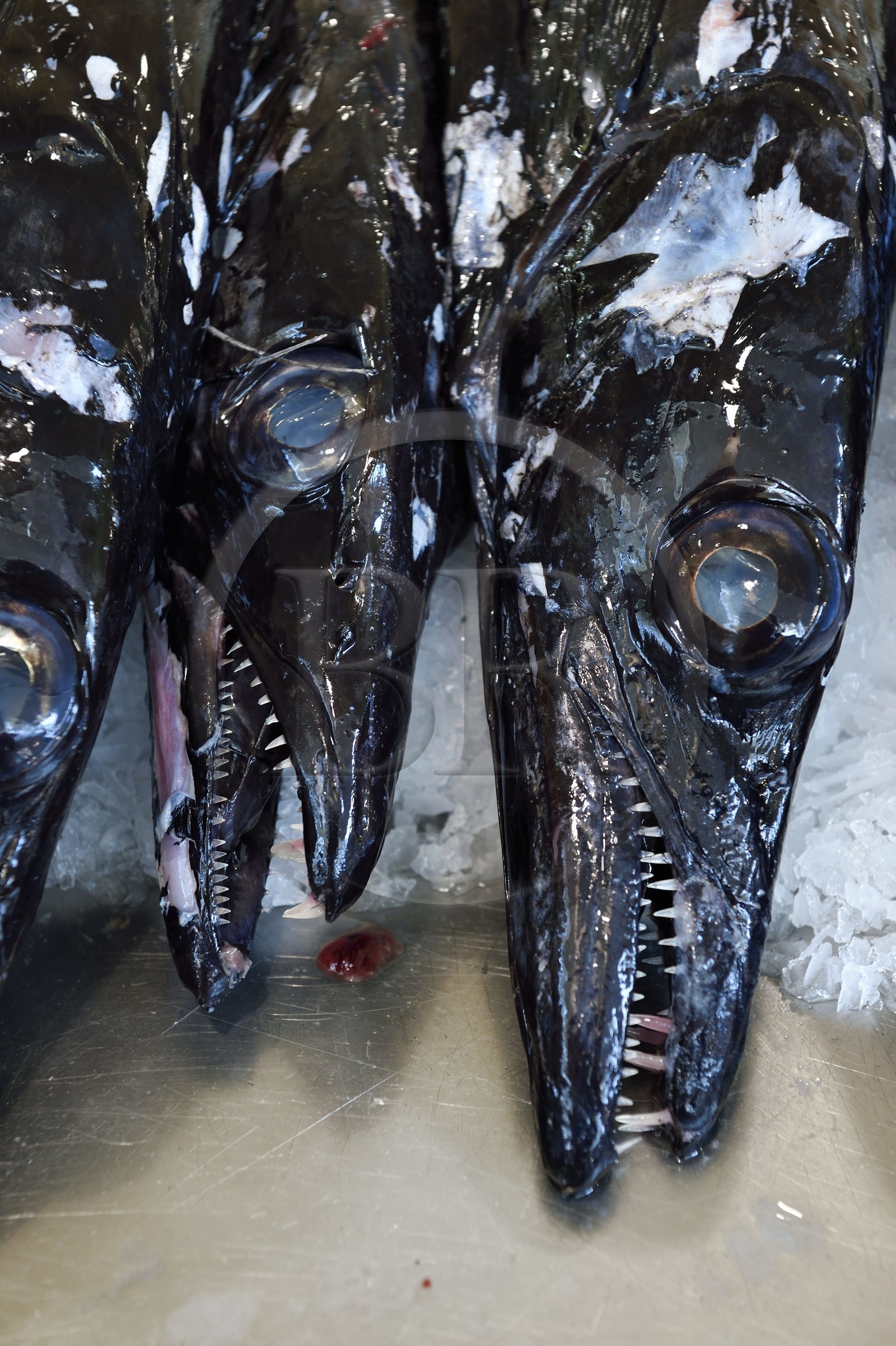 Portugal, Madeira Island, Funchal, the covered market Mercado dos Lavradores, black scabbardfish (Aphanopus carbo)