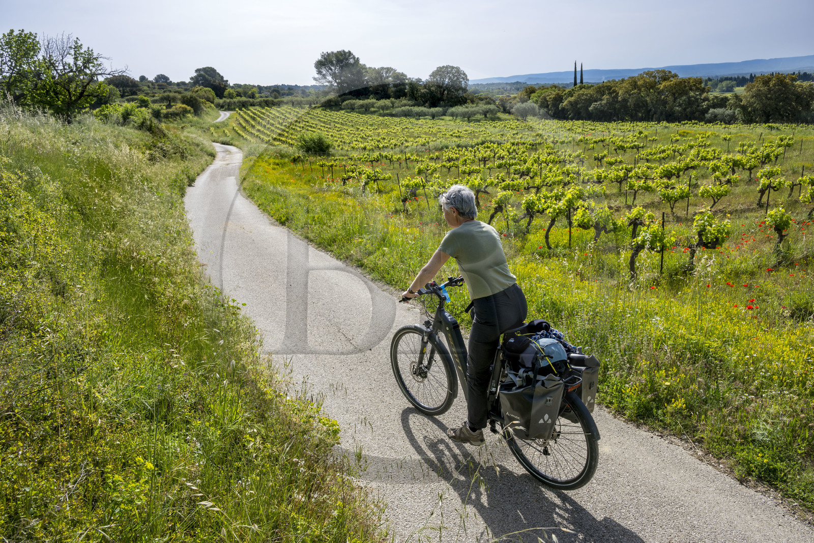 France, Vaucluse (84), Dentelles de Montmirail, Beaumes-de-Venise, randonnée à vélo électrique entre vigne et oliviers sur les petites routes