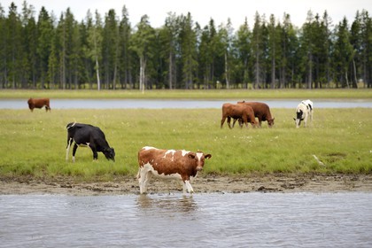 Suède, Comté de Vasterbotten, Umea, troupeau de vache en bordure de la rivière Ume (Umeälven)