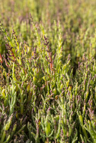 France, Charente-Maritime (17), Port-des-Barques, Ile Madame, la Ferme Aquacole de l'Ile Madame, salicorne européenne (Salicornia europaea) bio, elle est semée et récoltée 4 fois par an