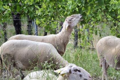 France, Bas-Rhin (67), Route des vins d'Alsace, Traenheim, Domaine viticole MULLER Charles & Fils, les moutons folivores entre les vignes permettent un entretien bio