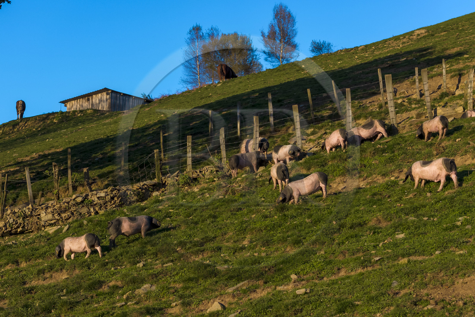 France, Pyrénées-Atlantiques (64), Pays-Basque, vallée des Aldudes, élevage en plein air Pierre Oteiza de porcs basques de race pie noir pour la production du jambon Kintoa AOC