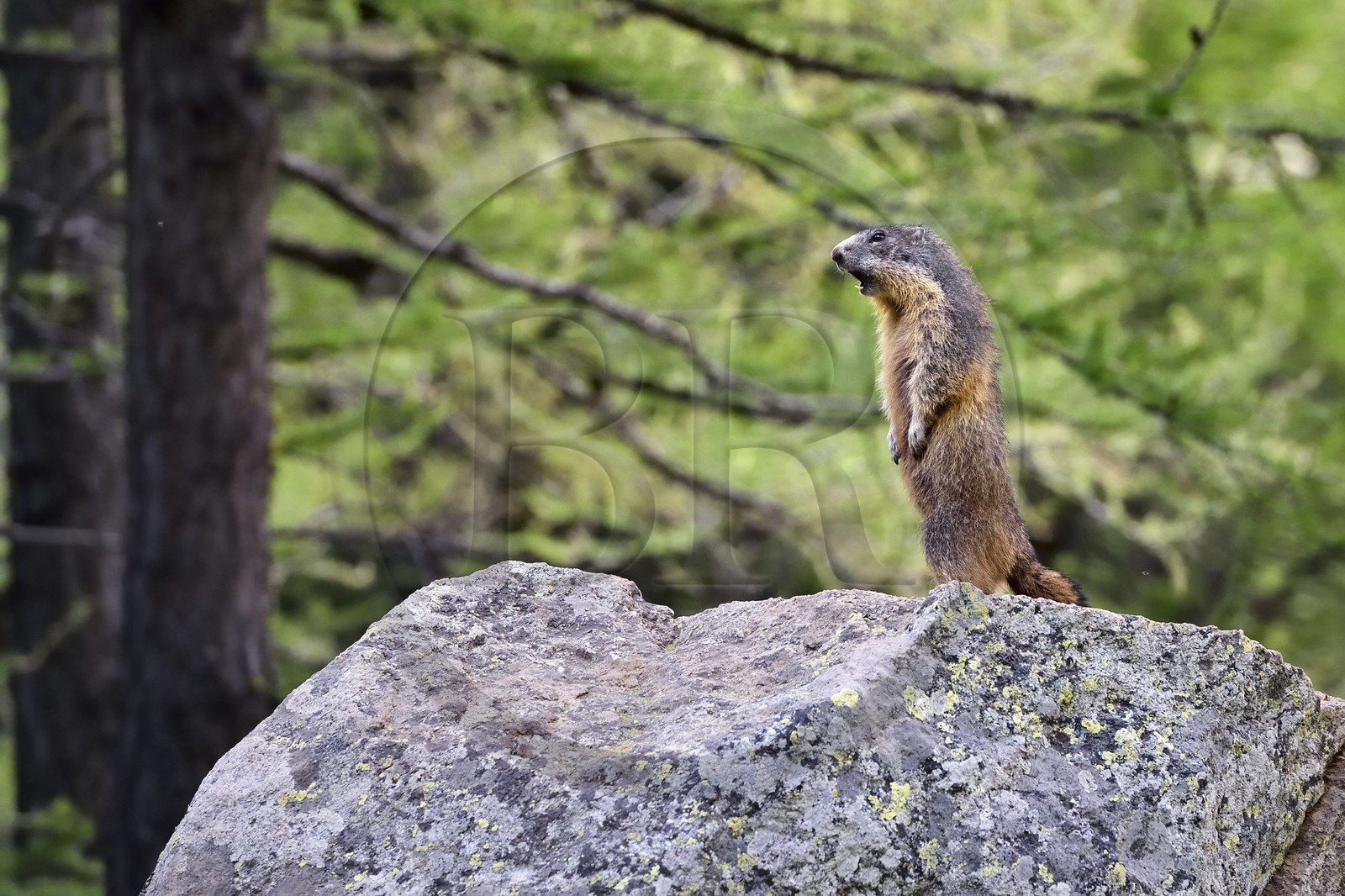 France, Alpes-Maritimes (06), parc national du Mercantour, vallée de la Valmasque, marmotte (Marmota) appelée siffleux au Québec car quand il y a un danger, elle émet un sifflement puissant pour donner l'alerte aux autres marmottes qui vont alors se réfugier dans leur terrier