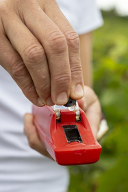 France, Cote d'Or, Climats terroirs of Burgundy listed as World Heritage by UNESCO, Cote de Beaune, Beaune, parcelle Les Greves planted in 1er cru de Beaune, the winegrower and winemaker of the Hospices de Beaune Ludivine Griveau, measures the alcohol content of the grapes with her refractor, tastes the skin and pulp of the grapes, and monitors the bunches and the apex.
