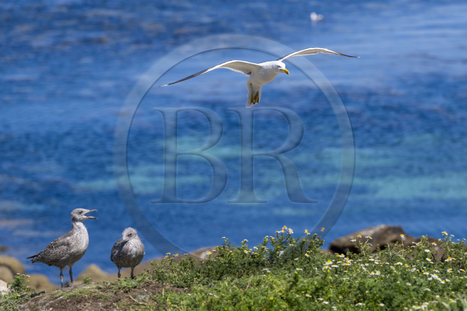 France, Finistère, Abers Country (Pays des Abers), Ile Vierge (Virgin Island) in the Lilia archipelago, many gulls populate the island during the nesting period