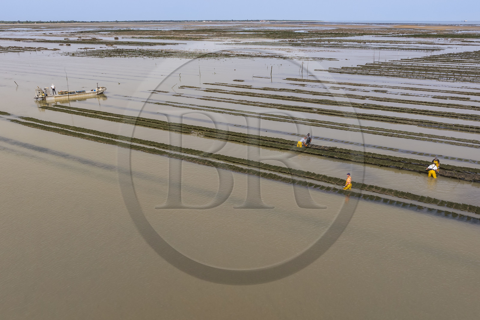 France, Charente Maritime, Oleron island, Dolus d’Oléron, maintenance of the oyster beds in the Marennes-Oléron basin in the Pertuis d'Antioche at low tide (aerial view)