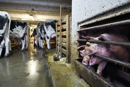 France, Haut Rhin, Kruth, ferme auberge marcaire du Schafert (farmhouse inn Schafert)