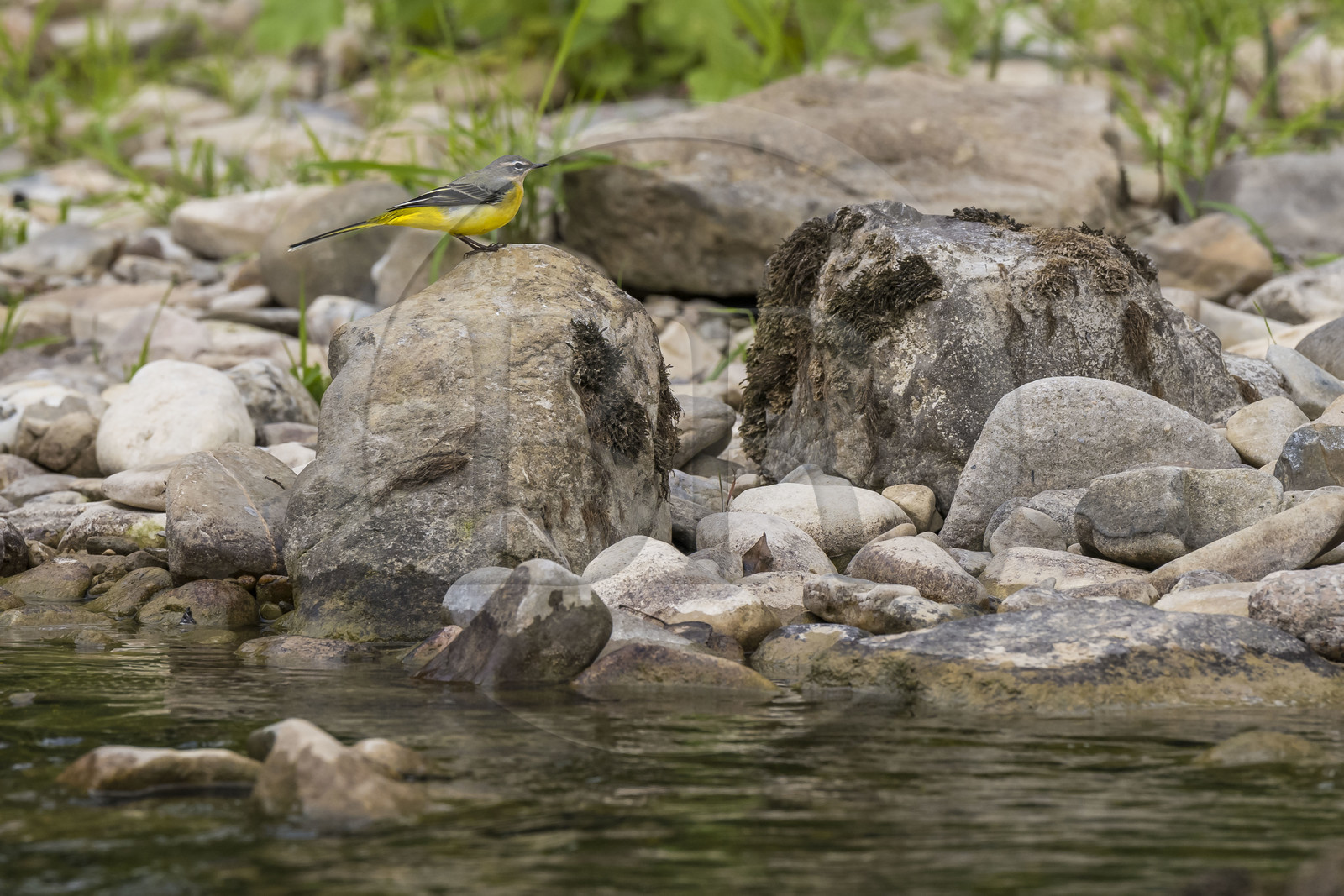 France, Aveyron (12), parc naturel régional des Grands Causses, Millau, berges du Tarn, bergeronnette des ruisseaux (Motacilla cinerea)
