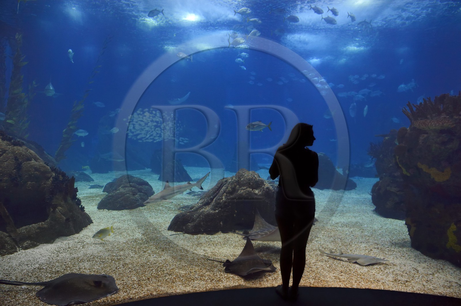 Portugal, Lisbonne, Parque das Nações (Parc des nations) construit pour l'exposition universelle de 1998, Oceanário (Oceanarium), aquarium