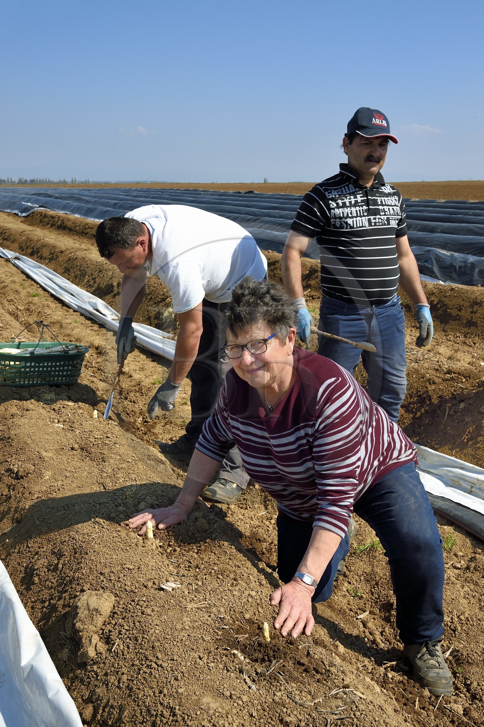 France, Bas-Rhin (67), Fessenheim-Le-Bas, récolte d'asperges blanches dans un champ de la Ferme Weckel, Hélène Weckel