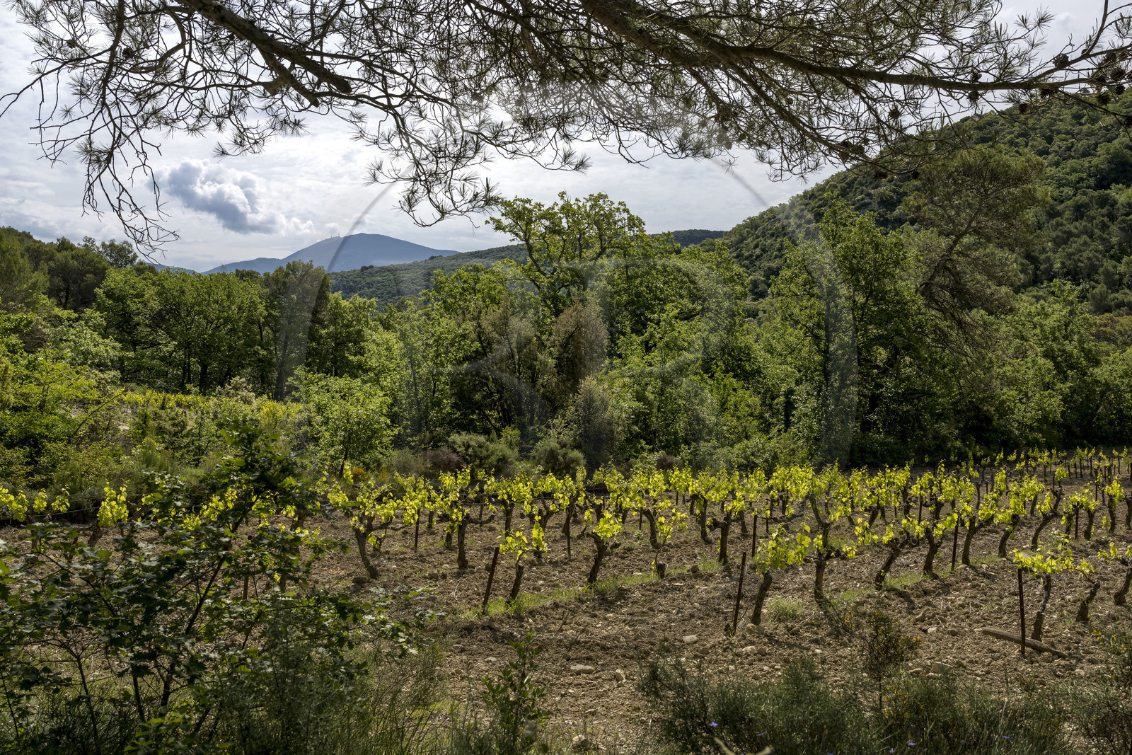 France, Vaucluse (84), Dentelles de Montmirail, Crestet, randonnée sur le GR4 entre vignes et garrigue, le Mont Ventoux en arrière plan (vue aérienne)