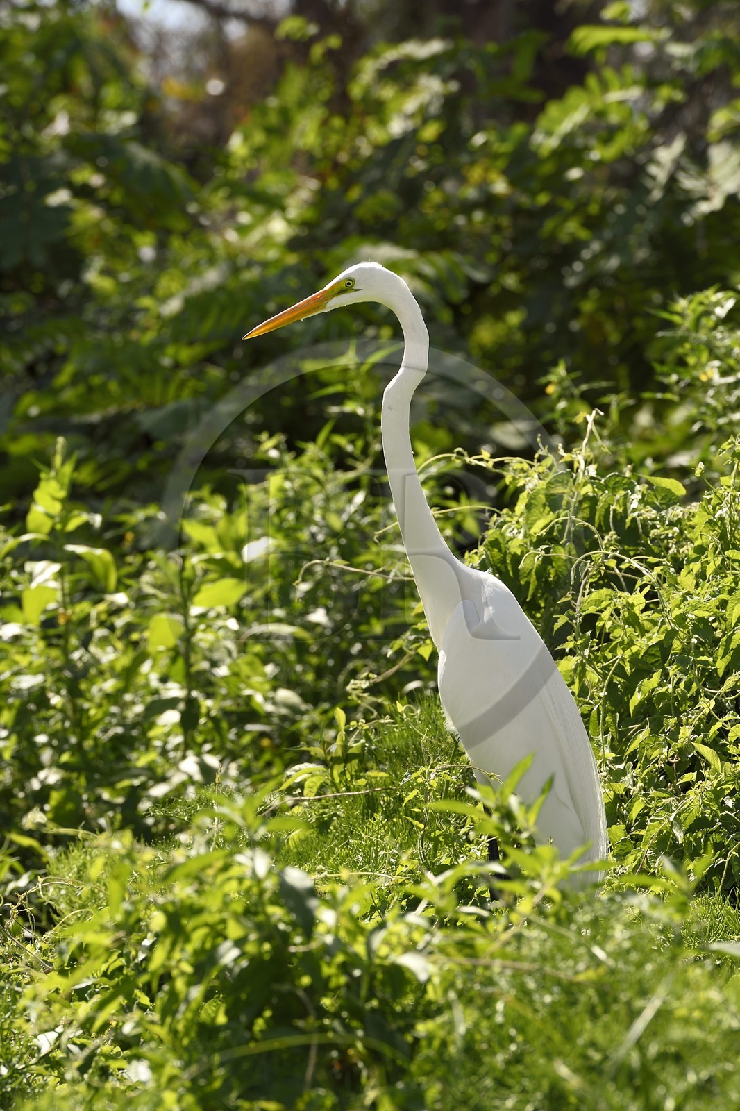 Nicaragua, Ile d'Ometepe réserve mondiale de Biosphère sur le lac Nicaragua, marais le long du Rio Istian, Grande Aigrette (Ardea alba)