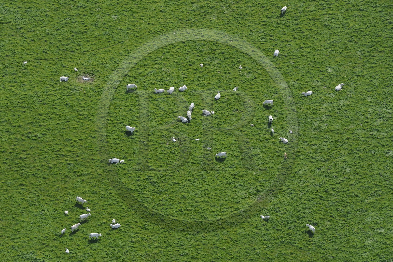 France, Eure (27), Marais-Vernier, troupeau de vaches (vue aérienne)